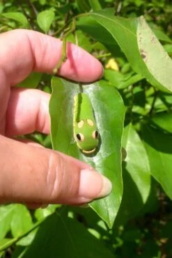 Spicebush (Lindera Benzoin) - 3 Pack Of 1.5 Quart Pots -Garden Sales Store lindera benzoin yellow spicebush 7 1