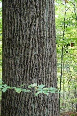 Tulip Poplar Tree (Liriodendron Tulipifera) - 3 Pack Of 1.5 Quart Pots -Garden Sales Store liriodendron tulipifera yellow tulip poplar flower 11