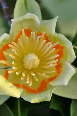 Tulip Poplar Tree (Liriodendron Tulipifera) - 3 Pack Of 1.5 Quart Pots -Garden Sales Store liriodendron tulipifera yellow tulip poplar flower 12