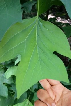 Tulip Poplar Tree (Liriodendron Tulipifera) - 3 Pack Of 1.5 Quart Pots -Garden Sales Store liriodendron tulipifera yellow tulip poplar flower 4
