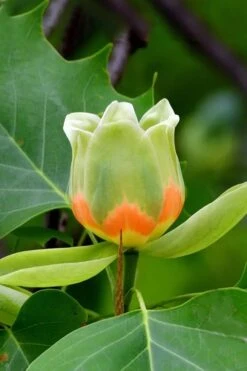 Tulip Poplar Tree (Liriodendron Tulipifera) - 3 Pack Of 1.5 Quart Pots -Garden Sales Store liriodendron tulipifera yellow tulip poplar flower 6