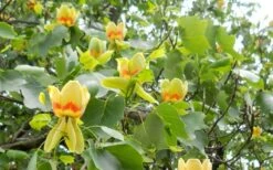 Tulip Poplar Tree (Liriodendron Tulipifera) - 3 Pack Of 1.5 Quart Pots -Garden Sales Store liriodendron tulipifera yellow tulip poplar flower 8