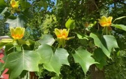 Tulip Poplar Tree (Liriodendron Tulipifera) - 3 Pack Of 1.5 Quart Pots -Garden Sales Store liriodendron tulipifera yellow tulip poplar flower 9