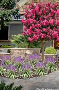 Variegated Liriope - Monkey Grass / Lilyturf - 6 Pack Of Pint Pots 12 Variegated Liriope - Monkey Grass / Lilyturf - 6 Pack Of Pint Pots -Garden Sales Store liriope muscari variegata variegated liriope lilyturf 2