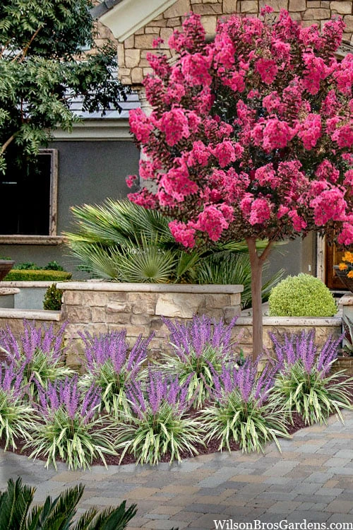 Variegated Liriope - Monkey Grass / Lilyturf - 6 Pack Of Pint Pots 5 Variegated Liriope - Monkey Grass / Lilyturf - 6 Pack Of Pint Pots - Image 5