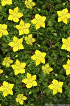 Yellow Star Creeper (Lysimachia Japonica Var. Minutissima) - 5 Pack Of Pint Pots -Garden Sales Store lysimachia japonica minutissima dwarf creeping jenny 11