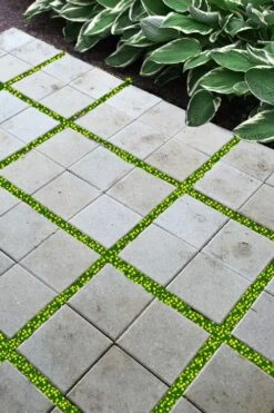 Yellow Star Creeper (Lysimachia Japonica Var. Minutissima) - 5 Pack Of Pint Pots -Garden Sales Store lysimachia japonica minutissima dwarf creeping jenny 200