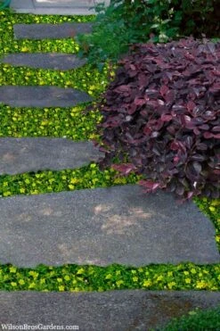 Yellow Star Creeper (Lysimachia Japonica Var. Minutissima) - 5 Pack Of Pint Pots -Garden Sales Store lysimachia japonica minutissima dwarf creeping jenny 300