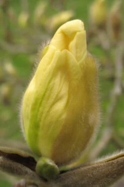 Elizabeth Magnolia (Tulip Tree) - 5 Gallon Pot -Garden Sales Store magnolia elizabeth 10