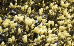 Elizabeth Magnolia (Tulip Tree) - 5 Gallon Pot -Garden Sales Store magnolia elizabeth 15