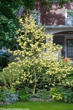 Elizabeth Magnolia (Tulip Tree) - 5 Gallon Pot -Garden Sales Store magnolia elizabeth 16
