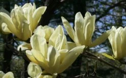 Elizabeth Magnolia (Tulip Tree) - 5 Gallon Pot -Garden Sales Store magnolia elizabeth 4