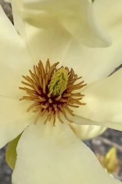 Elizabeth Magnolia (Tulip Tree) - 5 Gallon Pot -Garden Sales Store magnolia elizabeth 6