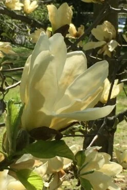 Elizabeth Magnolia (Tulip Tree) - 5 Gallon Pot -Garden Sales Store magnolia elizabeth 8