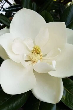 Southern Magnolia Tree - 5 Gallon Pot 11 Southern Magnolia Tree - 5 Gallon Pot -Garden Sales Store magnolia grandiflora southern magnolia 1