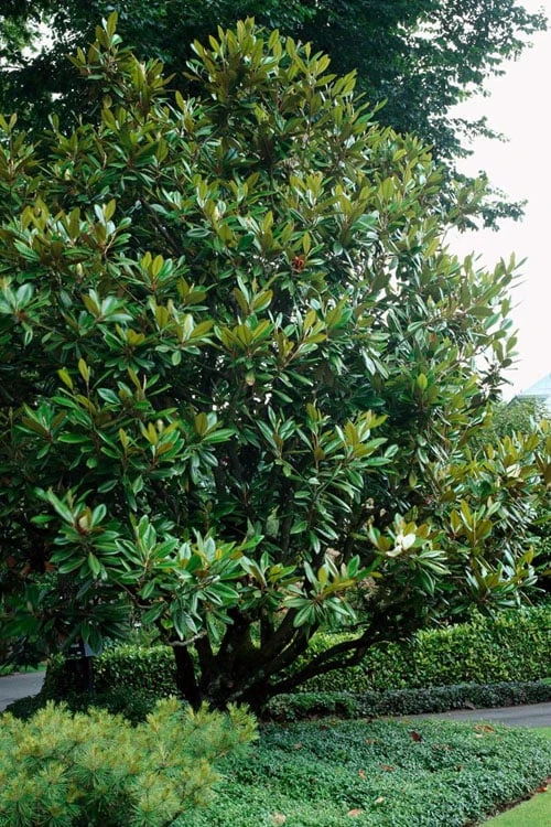 Southern Magnolia Tree - 5 Gallon Pot 1 Southern Magnolia Tree - 5 Gallon Pot