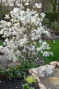 Dr. Merrill Magnolia Tree - 7 Gallon Pot (6-7') -Garden Sales Store magnolia loebneri dr merrill 1