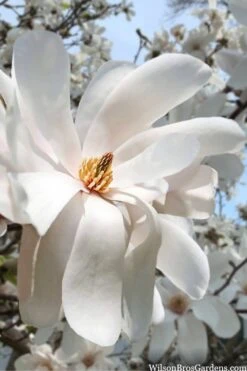Dr. Merrill Magnolia Tree - 7 Gallon Pot (6-7') -Garden Sales Store magnolia loebneri dr merrill 10