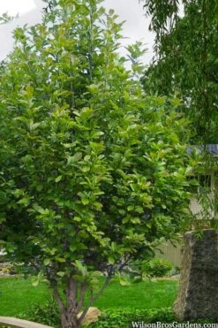 Dr. Merrill Magnolia Tree - 7 Gallon Pot (6-7') -Garden Sales Store magnolia loebneri dr merrill 12