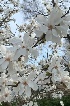 Dr. Merrill Magnolia Tree - 7 Gallon Pot (6-7') -Garden Sales Store magnolia loebneri dr merrill 2
