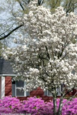 Dr. Merrill Magnolia Tree - 7 Gallon Pot (6-7') -Garden Sales Store magnolia loebneri dr merrill 4