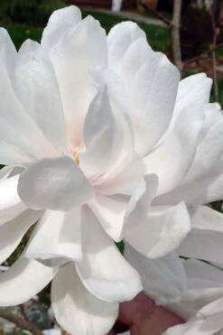 Wildcat Star Magnolia Tree - 3 Gallon Pot -Garden Sales Store magnolia x loebneri wildcat star magnolia 1