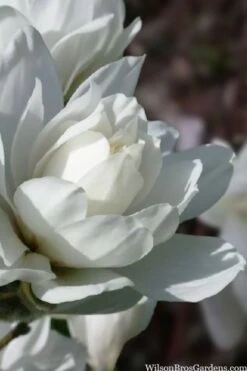 Wildcat Star Magnolia Tree - 3 Gallon Pot -Garden Sales Store magnolia x loebneri wildcat star magnolia 6