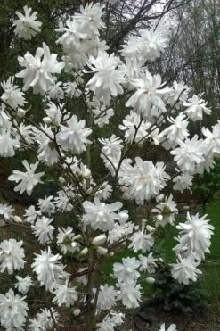 Wildcat Star Magnolia Tree - 3 Gallon Pot -Garden Sales Store magnolia x loebneri wildcat star magnolia 8