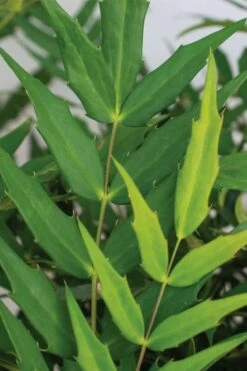 Funky Flow Mahonia - 3 Gallon Pot 10 Funky Flow Mahonia - 3 Gallon Pot -Garden Sales Store mahonia funky flow 1