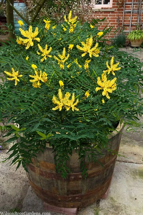Funky Flow Mahonia - 3 Gallon Pot 1 Funky Flow Mahonia - 3 Gallon Pot