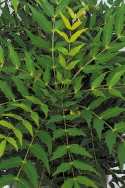 Funky Flow Mahonia - 3 Gallon Pot 11 Funky Flow Mahonia - 3 Gallon Pot -Garden Sales Store mahonia funky flow 500x750 1