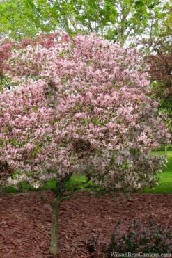 Southern Crabapple (Malus Angustifolia) - 1 Gallon Pot 10 Southern Crabapple (Malus Angustifolia) - 1 Gallon Pot -Garden Sales Store malus angustifolia southern crabapple tree 8