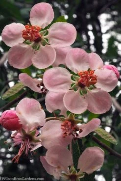 Southern Crabapple (Malus Angustifolia) - 1 Gallon Pot 9 Southern Crabapple (Malus Angustifolia) - 1 Gallon Pot -Garden Sales Store malus angustifolia southern crabapple tree flowers 2