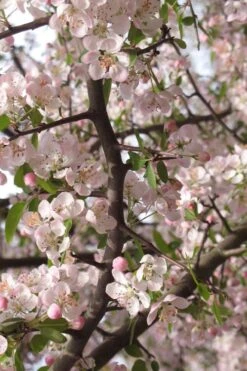 Southern Crabapple (Malus Angustifolia) - 1 Gallon Pot 11 Southern Crabapple (Malus Angustifolia) - 1 Gallon Pot -Garden Sales Store malus angustifolia southern crabapple tree flowers 4