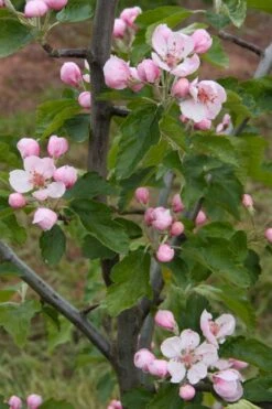 American Sweet Crabapple Tree (Malus Coronaria) - 1 Gallon Pot -Garden Sales Store malus coronaria american sweet crabapple 2