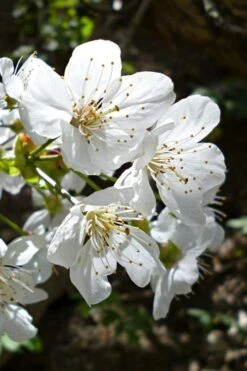 American Sweet Crabapple Tree (Malus Coronaria) - 1 Gallon Pot -Garden Sales Store malus coronaria american sweet crabapple 3