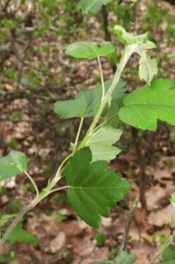 American Sweet Crabapple Tree (Malus Coronaria) - 1 Gallon Pot -Garden Sales Store malus coronaria american sweet crabapple 5