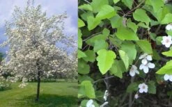American Sweet Crabapple Tree (Malus Coronaria) - 1 Gallon Pot -Garden Sales Store malus coronaria american sweet crabapple 6