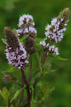 Chocolate Mint Plant - 4 Pack Of Quart Pots -Garden Sales Store mentha piperita chocolate mint 3