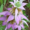Beebop Bee Balm (Monarda Punctata) - 1 Gallon Pot