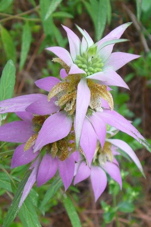 Beebop Bee Balm (Monarda Punctata) - 1 Gallon Pot 1 Beebop Bee Balm (Monarda Punctata) - 1 Gallon Pot