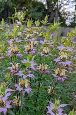 Beebop Bee Balm (Monarda Punctata) - 1 Gallon Pot 9 Beebop Bee Balm (Monarda Punctata) - 1 Gallon Pot -Garden Sales Store monarda punctata beebop bee balm 2