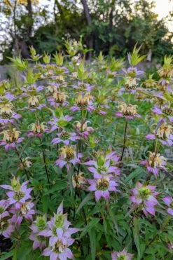 Beebop Bee Balm (Monarda Punctata) - 1 Gallon Pot 11 Beebop Bee Balm (Monarda Punctata) - 1 Gallon Pot -Garden Sales Store monarda punctata beebop bee balm 3