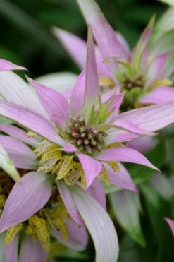 Beebop Bee Balm (Monarda Punctata) - 1 Gallon Pot 10 Beebop Bee Balm (Monarda Punctata) - 1 Gallon Pot -Garden Sales Store monarda punctata beebop bee balm 4