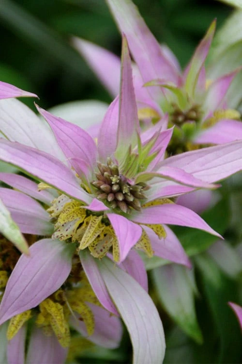Beebop Bee Balm (Monarda Punctata) - 1 Gallon Pot 5 Beebop Bee Balm (Monarda Punctata) - 1 Gallon Pot - Image 5