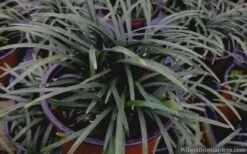 Kyoto Super Dwarf Mondo Grass - 3 Pack Of Pint Pots -Garden Sales Store mondo grass super dwarf 21