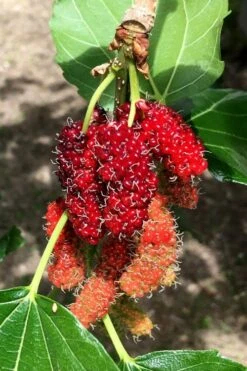 Red Mulberry Tree (Morus Rubra) - 3 Gallon Pot 12 Red Mulberry Tree (Morus Rubra) - 3 Gallon Pot -Garden Sales Store morus rubra red mulberry berries 12