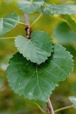 Red Mulberry Tree (Morus Rubra) - 3 Gallon Pot 13 Red Mulberry Tree (Morus Rubra) - 3 Gallon Pot -Garden Sales Store morus rubra red mulberry leaves 1