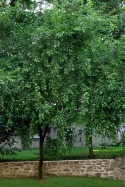 Red Mulberry Tree (Morus Rubra) - 3 Gallon Pot 14 Red Mulberry Tree (Morus Rubra) - 3 Gallon Pot -Garden Sales Store morus rubra red mulberry tree 1
