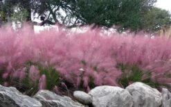 Pink Muhly Grass - Cotton Candy Grass - 2 Gallon Pot -Garden Sales Store muhlenbergia capillaris pink muhly cotton candy grass 204